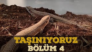 HARİKA BİR İŞ ÇIKARDIK  BÖLÜM 4 [upl. by Survance]