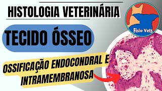 Ossificação Endocondral e Intramembranosa  Histologia veterinária [upl. by Annirtak293]