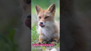 cute baby fox cutebabyfox [upl. by Arimahs267]