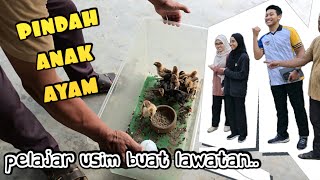 ✅️ ANAK AYAM IMPORT PINDAH SANGKAR BARU [upl. by Adnala51]