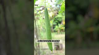 Beerakaya thokka pachadi  ridge gourd [upl. by Lebar]