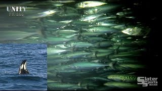 UNITY FR 165 PART 3 Mackerel Net cam Pump cam Orcas [upl. by Enileda326]