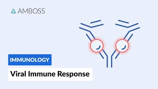 Immune Response to Viruses How the Body Reacts [upl. by Eiramyllek956]