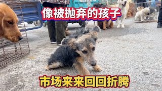 农村哈巴狗反复上秤，像被抛弃的孩子，市场来来回回折腾 [upl. by Ethbinium735]