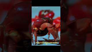 The red crab  universeofmusic animals documentary animalworldlife [upl. by Isolda41]