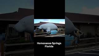 WORLDS LARGEST MANATEE Homosassa Springs Florida Diggin w Rob short [upl. by Ahtael]