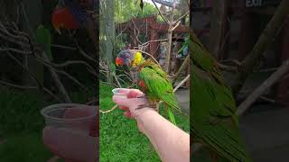 Feeding Lorikeets at the Riverbanks Zoo  Columbia SC [upl. by Demetrius]