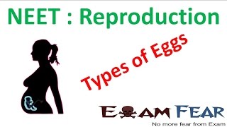 NEET Biology Reproduction  Types of Eggs Homolecithal Telolecithal Centrolecithal [upl. by Janela300]