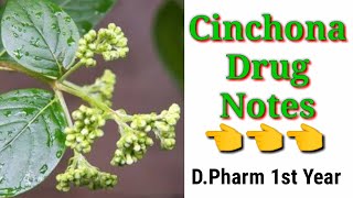 Cinchona drug pharmacypoints [upl. by Dorweiler]