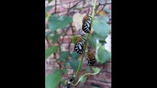 Blue Banded Bees Amegilla cingulata [upl. by Aneekas]