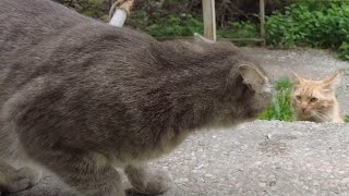 Gray Cat Hissing At The Ginger Cat [upl. by Airrej]