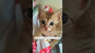 Watch till the end❗Dont forget to deworm your kittens 🐈💕 cats cutecat reminder [upl. by Nivad]