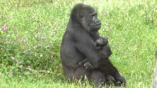 Burgers Zoo gorilla tweeling 22 juni 2013 [upl. by Maunsell336]