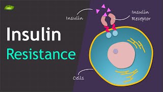 Insulin Resistance  Basics and Mechanism  Basic Science Series [upl. by Dari]