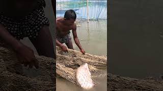 Amazing Net Fishing Video From River During Sunny Day fishing fish villagelife [upl. by Annaiel]