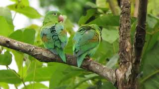 Orangechinned Parakeets Brotogeris jugularis [upl. by Aninahs965]