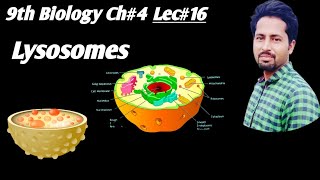 Lysosomes Urdu Hindi 9th Class Biology Chapter4 Lec16  lysosomes cells cytology [upl. by Enyleuqcaj447]