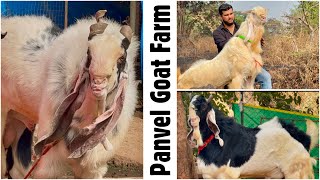 Panvel Goat Farm  Buddha Bloodline Kota Breeding Setup Goats [upl. by Pirri614]