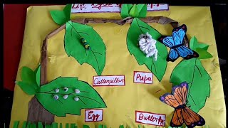 Life cycle of a ButterflyLife cycle Butterfly model school project science project science model [upl. by Verile]