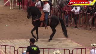 ¡¡¡CABALLOS BAILADORES FINOS TORNEO ESTATAL EN LA MONUMENTAL DE MORELIA 21 DE MAYO 2022 [upl. by Neale]