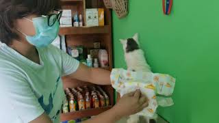 How to put diapers to the cat [upl. by Yankee]