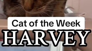 Cat of the Week  Harvey [upl. by Akiv719]