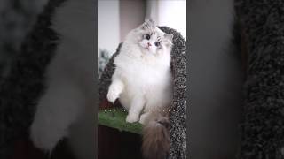 Beautiful cat😻shorts cat meow beautifulcat catandkittens1 [upl. by Yvehc]