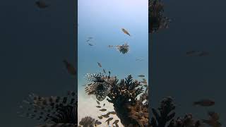 Lionfish HUNTING goodies poisonousanimals hunting fish reef coral sea ocean travel [upl. by Elehcir]