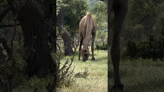 animals travelcamel camel camelcamelcamel wildlife nature yt shortvideo short 100 500 [upl. by Leo]