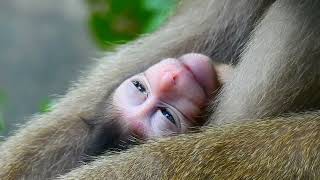 CUTE ABANDONED NEWBORN MONKEY INT HE JUNGLE [upl. by Hacim]