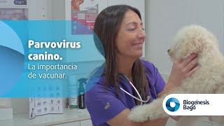 Parvovirus La importancia de vacunar con CANIGEN® [upl. by Gael]