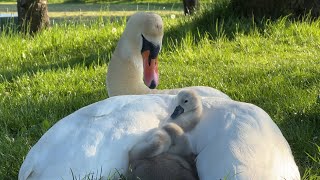 Mute Swan Pen taking care of her Cygnets  a mother’s embrace [upl. by Nanor]