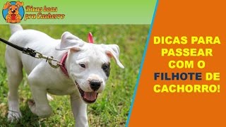 Dicas para passear com o FILHOTE de cachorro [upl. by Sidnal]