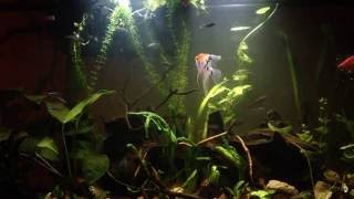 Convict Cichlids live with Neon Tetras PEACEFULLY Community Tank [upl. by Scharff]