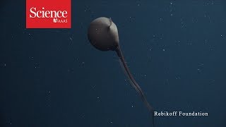 Watch this eel inflate its head like a balloon [upl. by Nalrah]