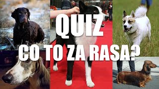 Quiz Rasy Psów Myśliwskich [upl. by Hartzke15]