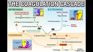 HEMOSTASISCOAGULATION CASCADE  IntrinsicExtrinsicCommon Pathways Amplification and Propagation [upl. by Hoffman]