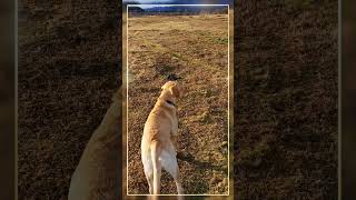 Walking the dogs  yellow labrador retriever  arctic  181024 [upl. by Akirrehs]