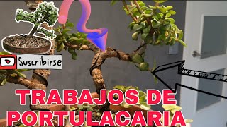 TRABAJO DE PORTULACARIA AFRA BONSAI CASCADA [upl. by Dorraj240]