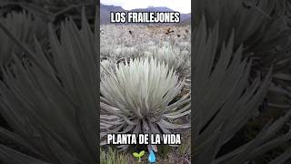 Frailejón en los Páramos de Colombia💧🌱🇨🇴 viral fraile paramount frailejon water life plants [upl. by Sven]