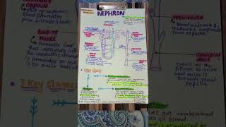 Nephron physiology and biology [upl. by Alden]