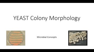 Yeast colony morphology  Mycology  Microbiology [upl. by Dronski]