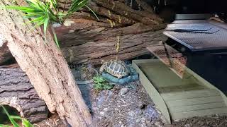 Leopard Toroie scutes and Tembo New Eastern Hermanns Tortoise babies Jade and Quint [upl. by Einolem]