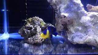 Purple Masked Angelfish in QT [upl. by Tiff228]