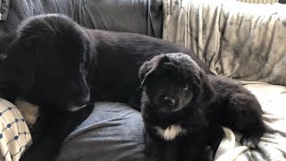 Newfoundland Leonberger puppies week 8 getting ready to leave [upl. by Laird]