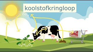 De koolstofkringloop [upl. by Elrem]