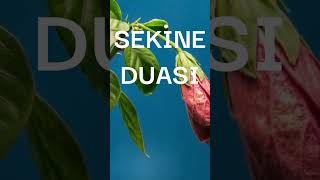 SEKİNE DUASININ ANLAMI [upl. by Milano]