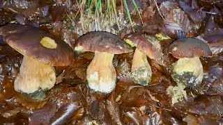 Aggiornamento METEO FUNGHI Appennino Tosco Emiliano Siamo agli SGOCCIOLI [upl. by Rexanne]