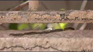 Pine processionary caterpillars emerge with risk of harm for people and pets [upl. by Eledoya279]