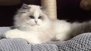 Ragdoll Kitten Blue bicolour [upl. by Ralyat]